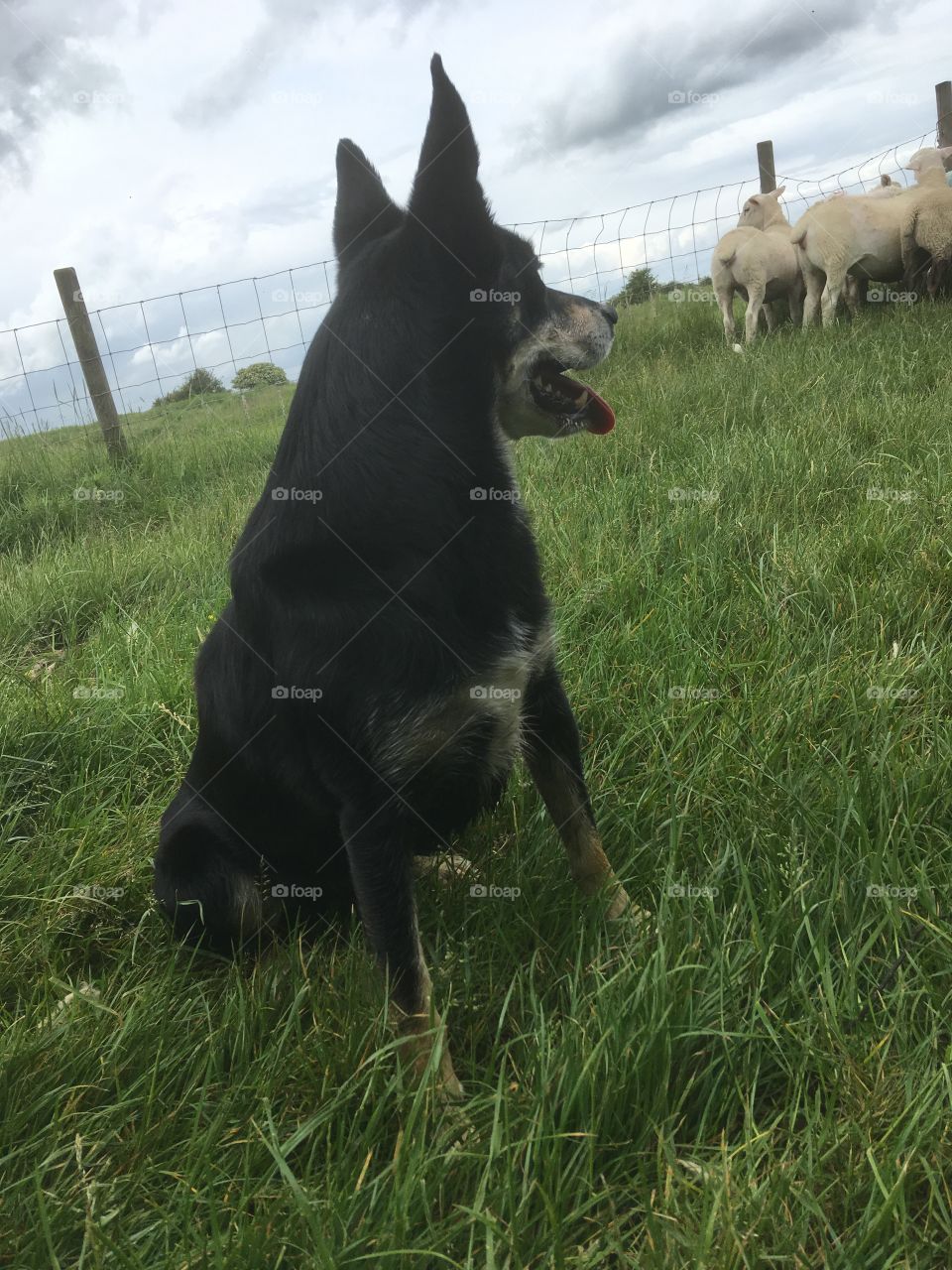 Kelpie with flock of sheep 
