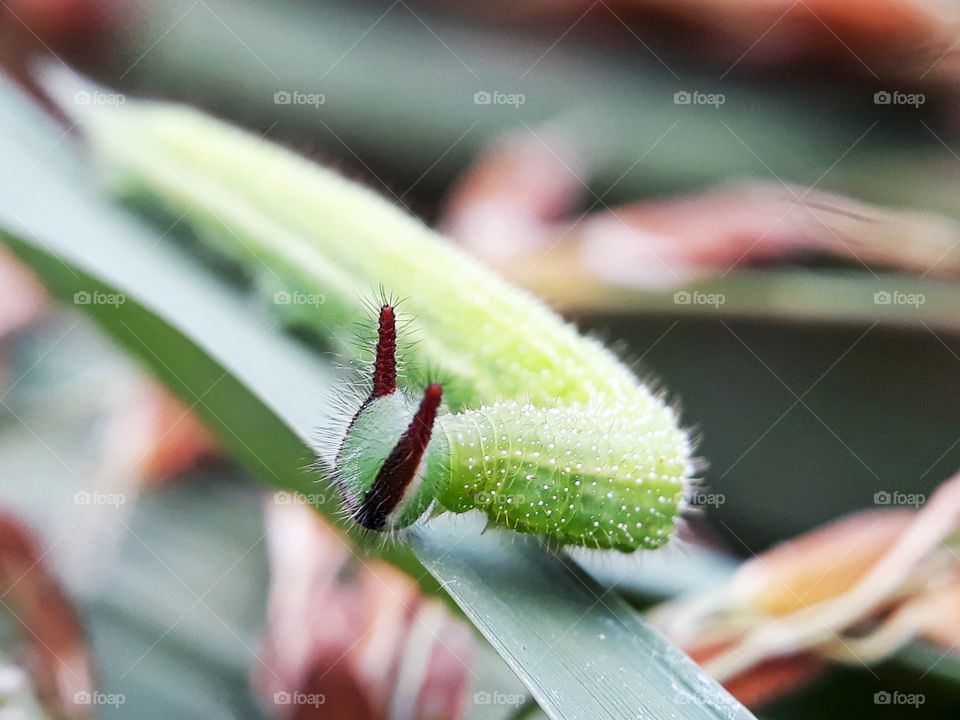 caterpillar