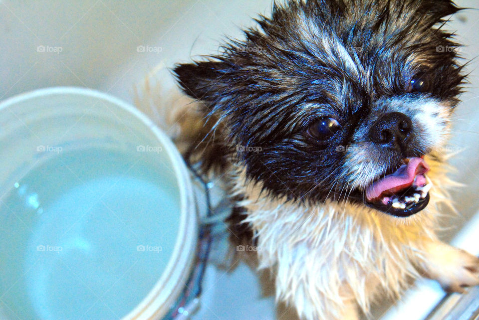 Pekingese dog getting a refreshing bath