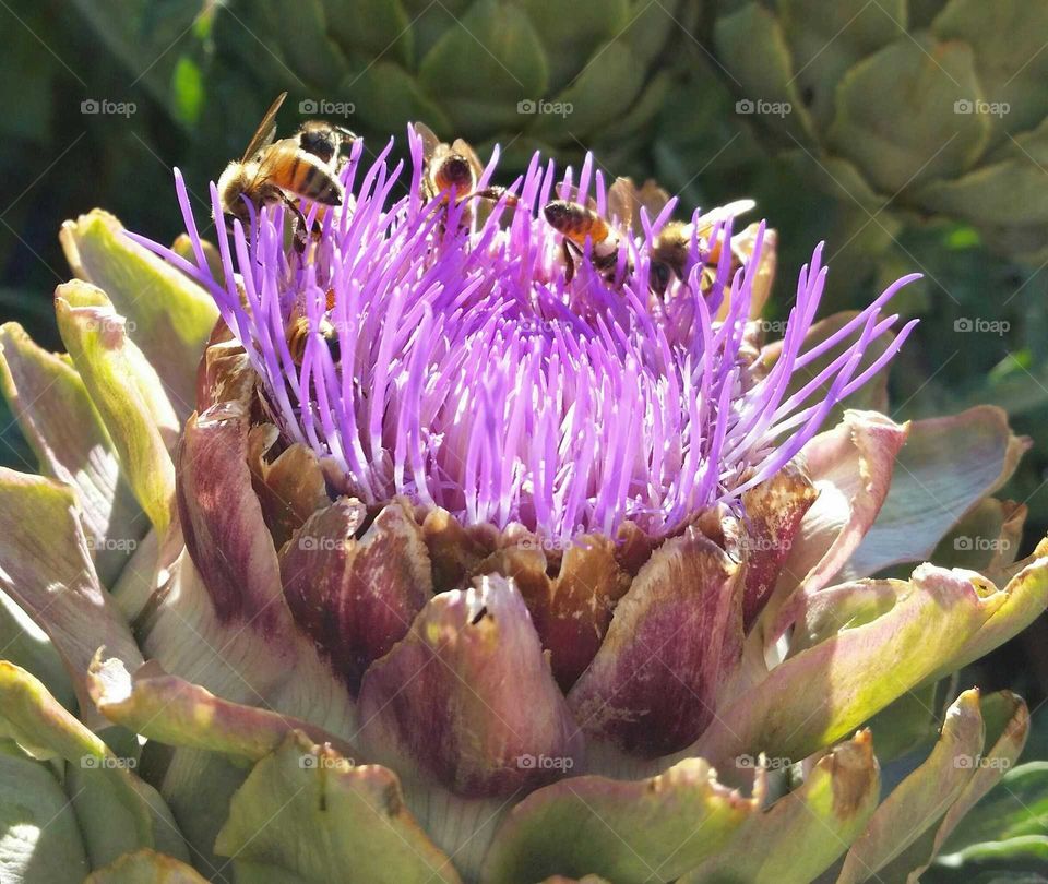 Honeybees collecting pollen from artichoke blossom.