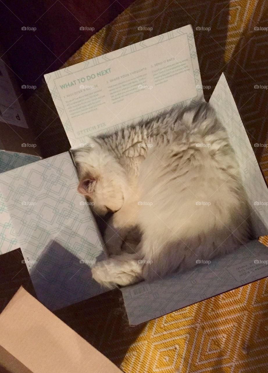 Square cat in a stitch fix box