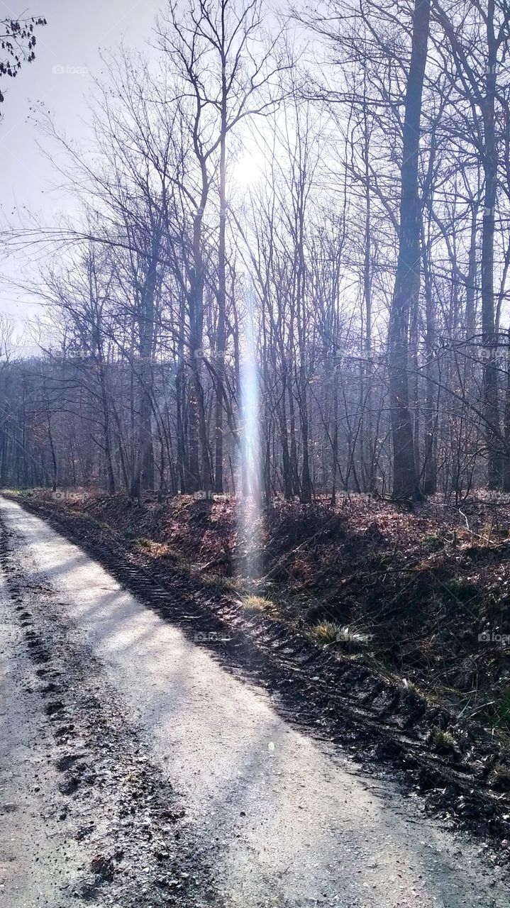 sunlight passes through the treetops