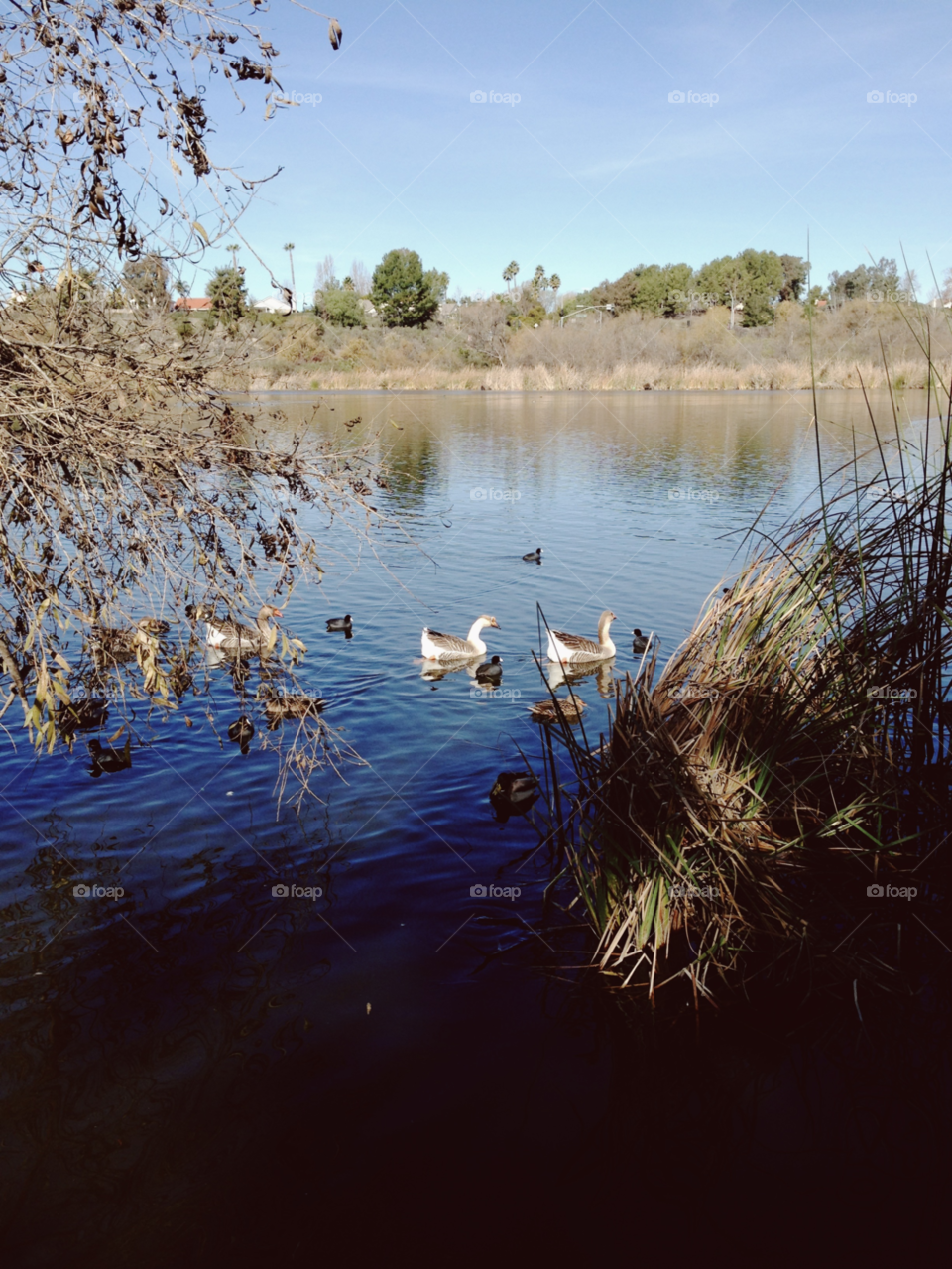 nature outdoors birds water by ninjacentral