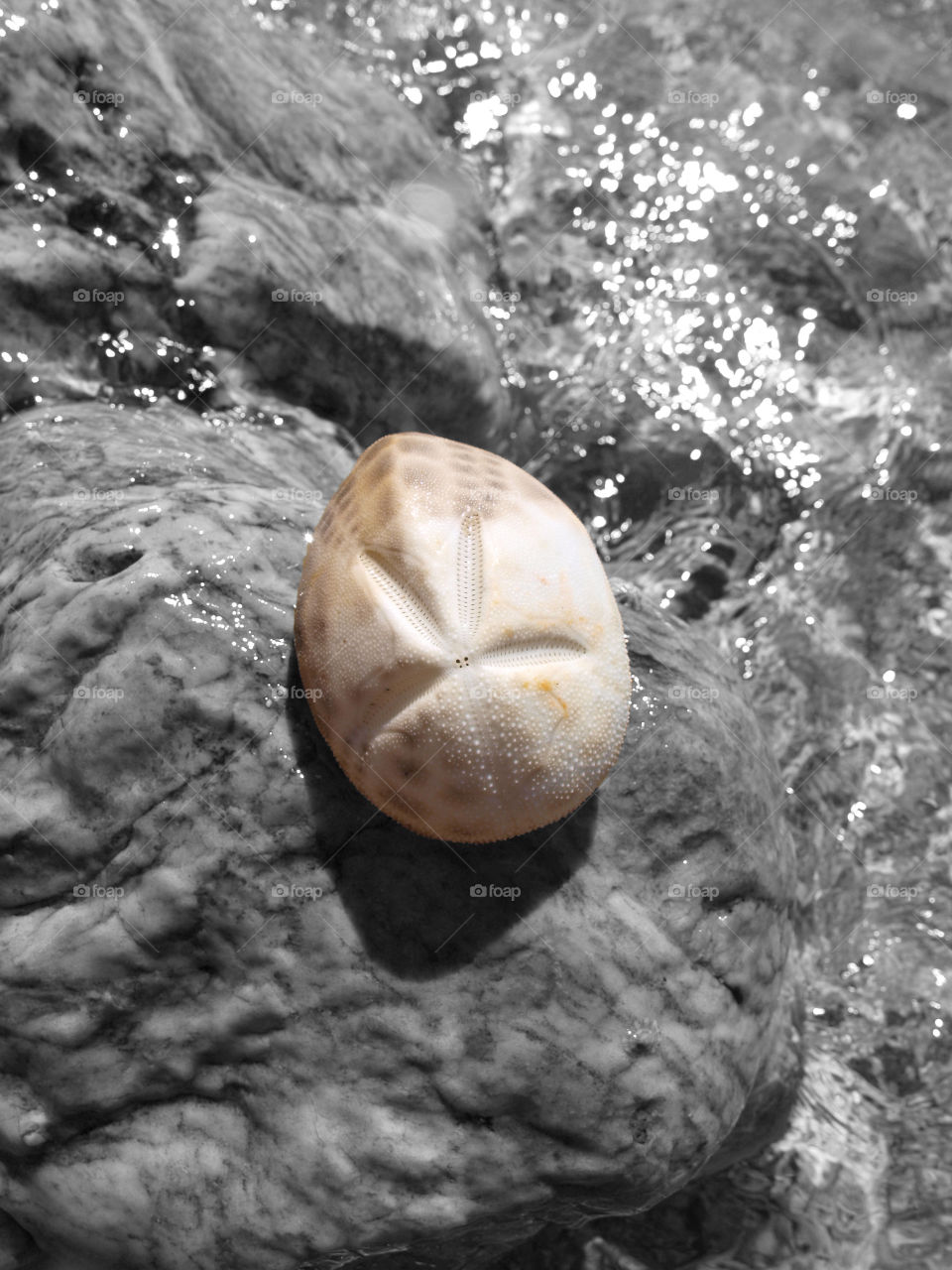 sea bw rock seashell by tsaras70