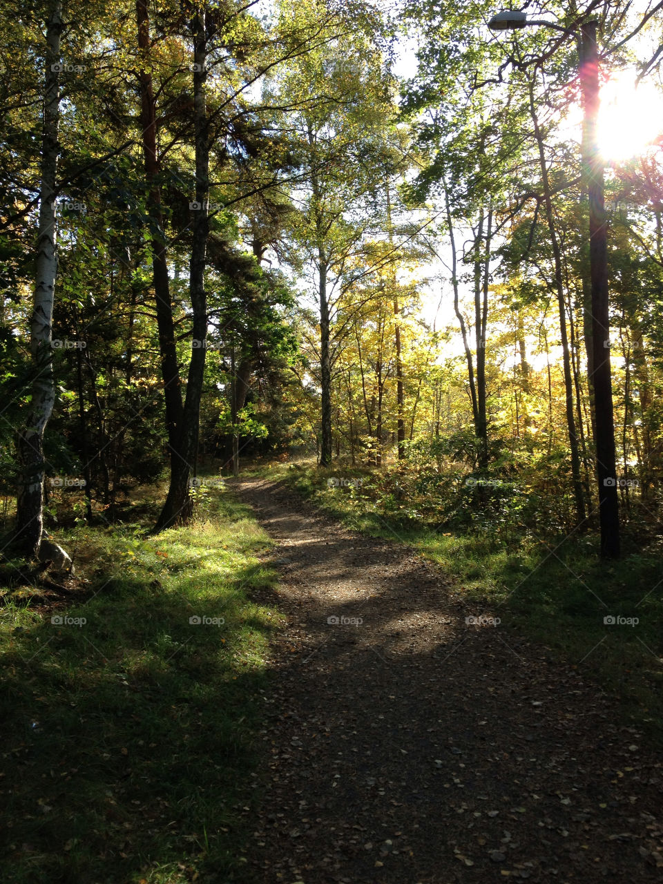 sweden trees forest autumn by jonekl