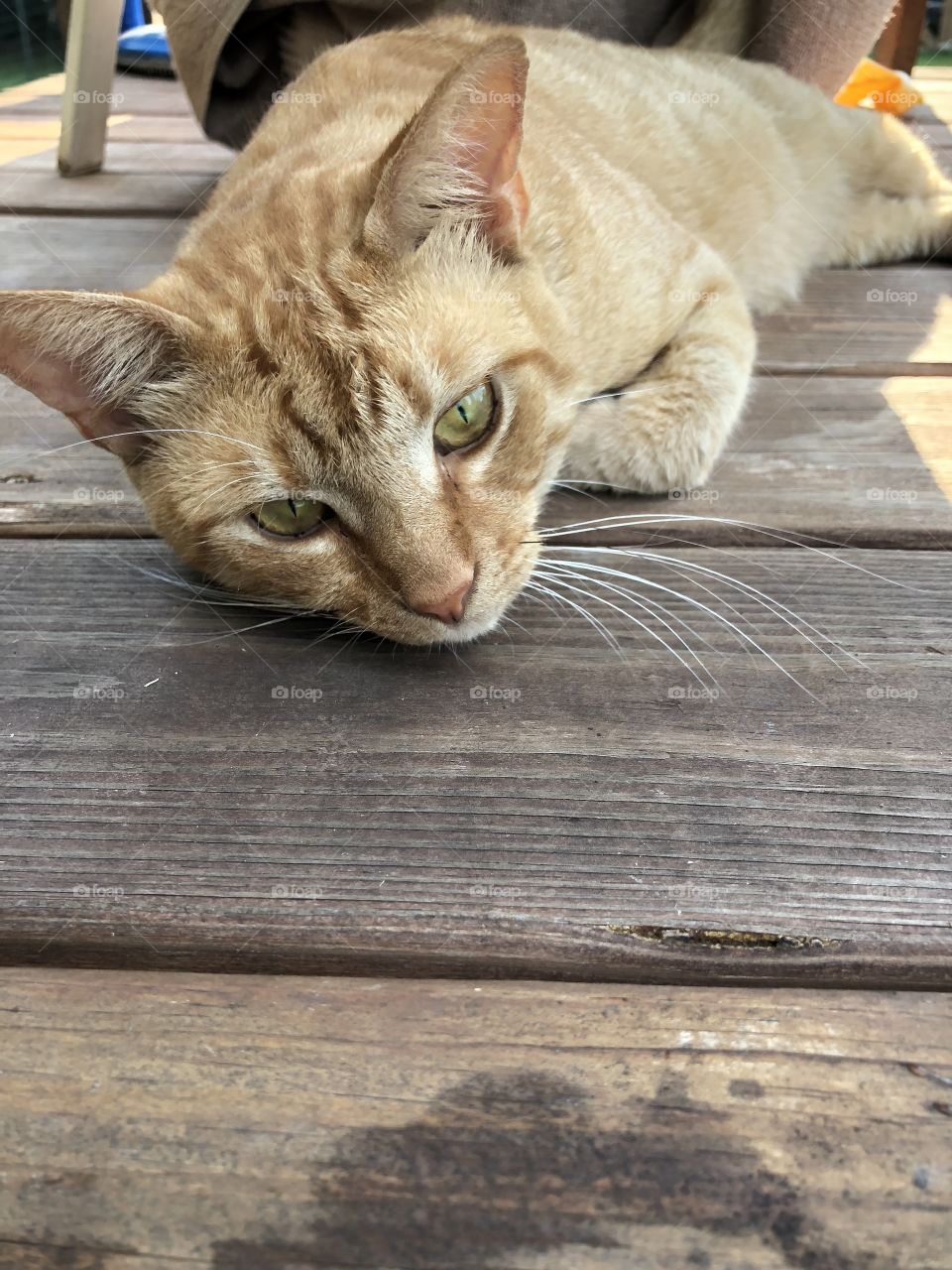 Sweet stray became ours with the name of Beans! 