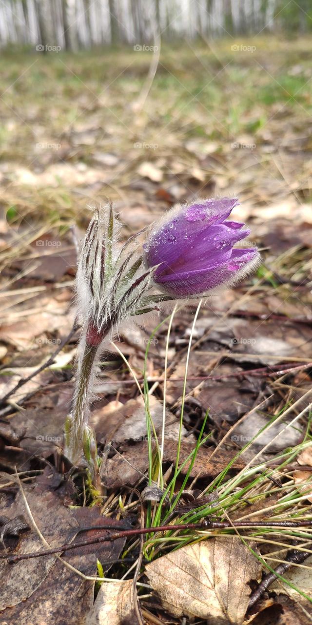 dream grass (Pulsatilla patens)