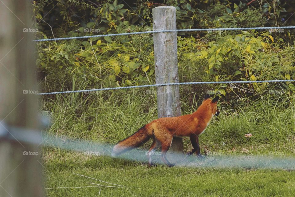 Wild fox passing through the neighbourhood