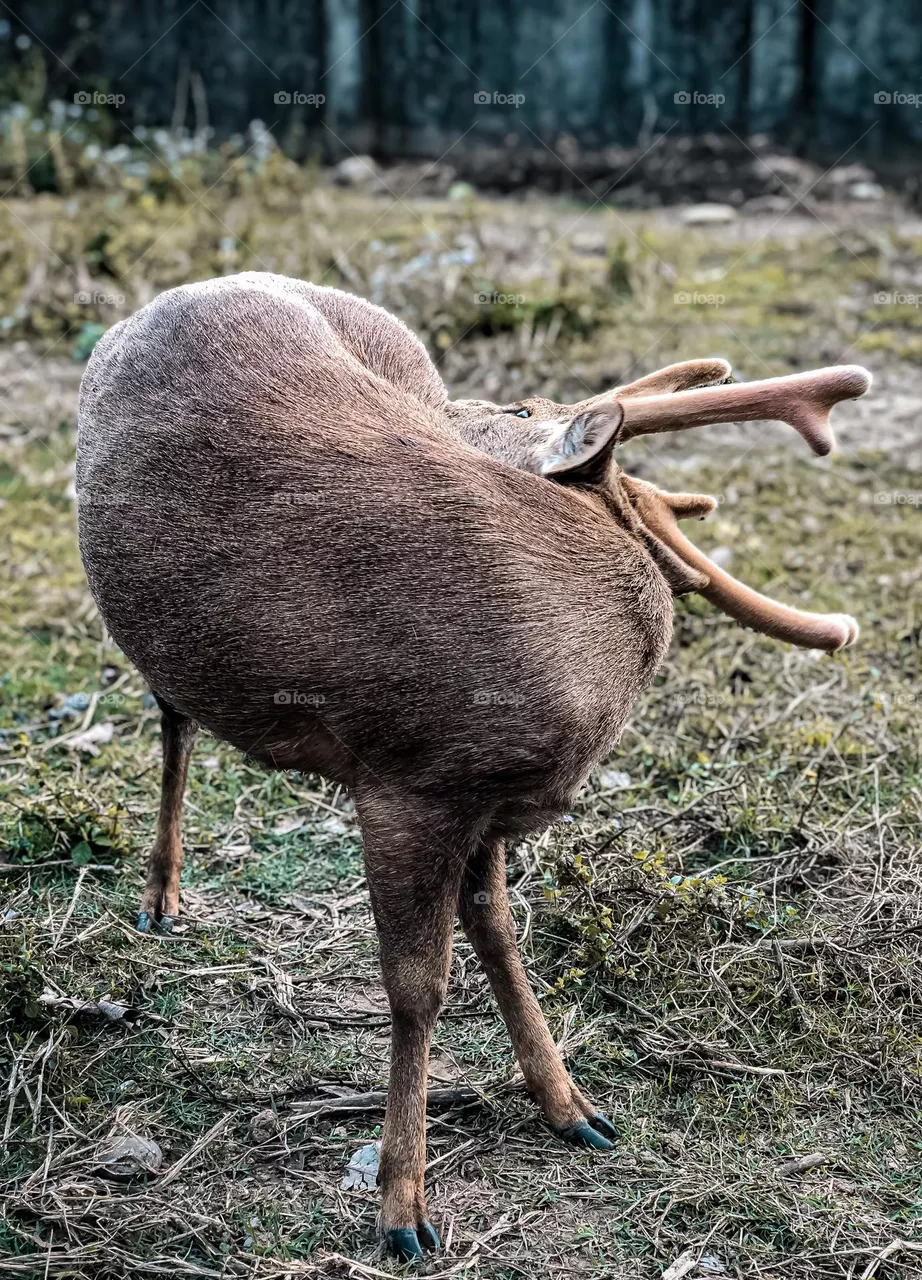Deer 🦌