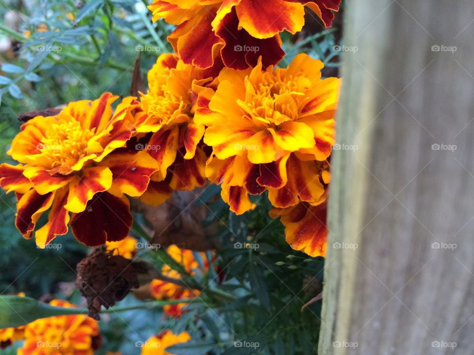 Marigolds