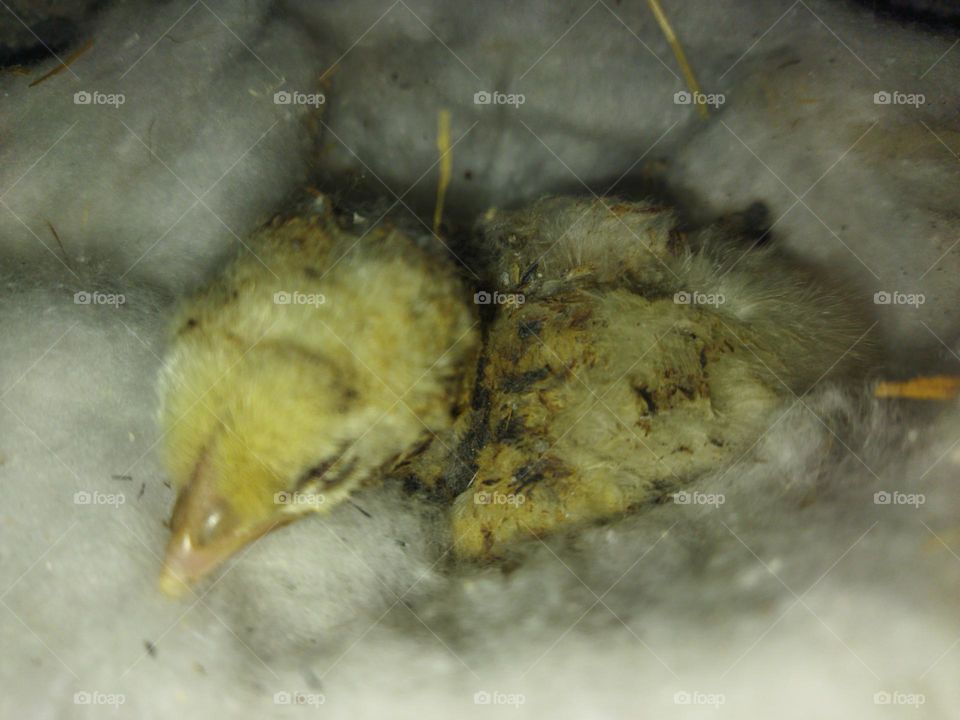 chick died