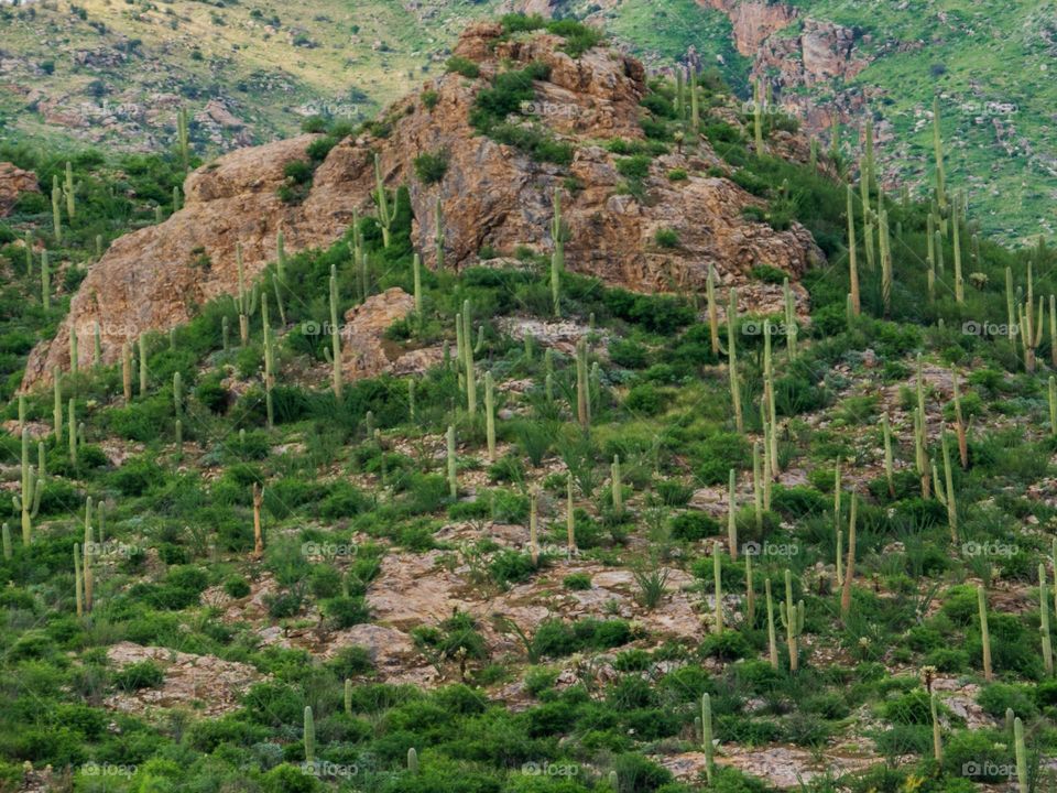 Numerous Saguaro cactus cling to a rocky hillside in southern Arizona