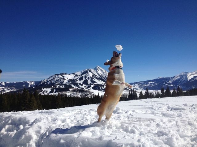 Snow Corgi