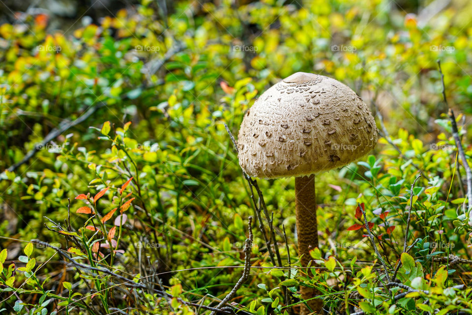 macrolepiota procera, the parasol mushroom with a large, prominent fruiting body resembling a parasol