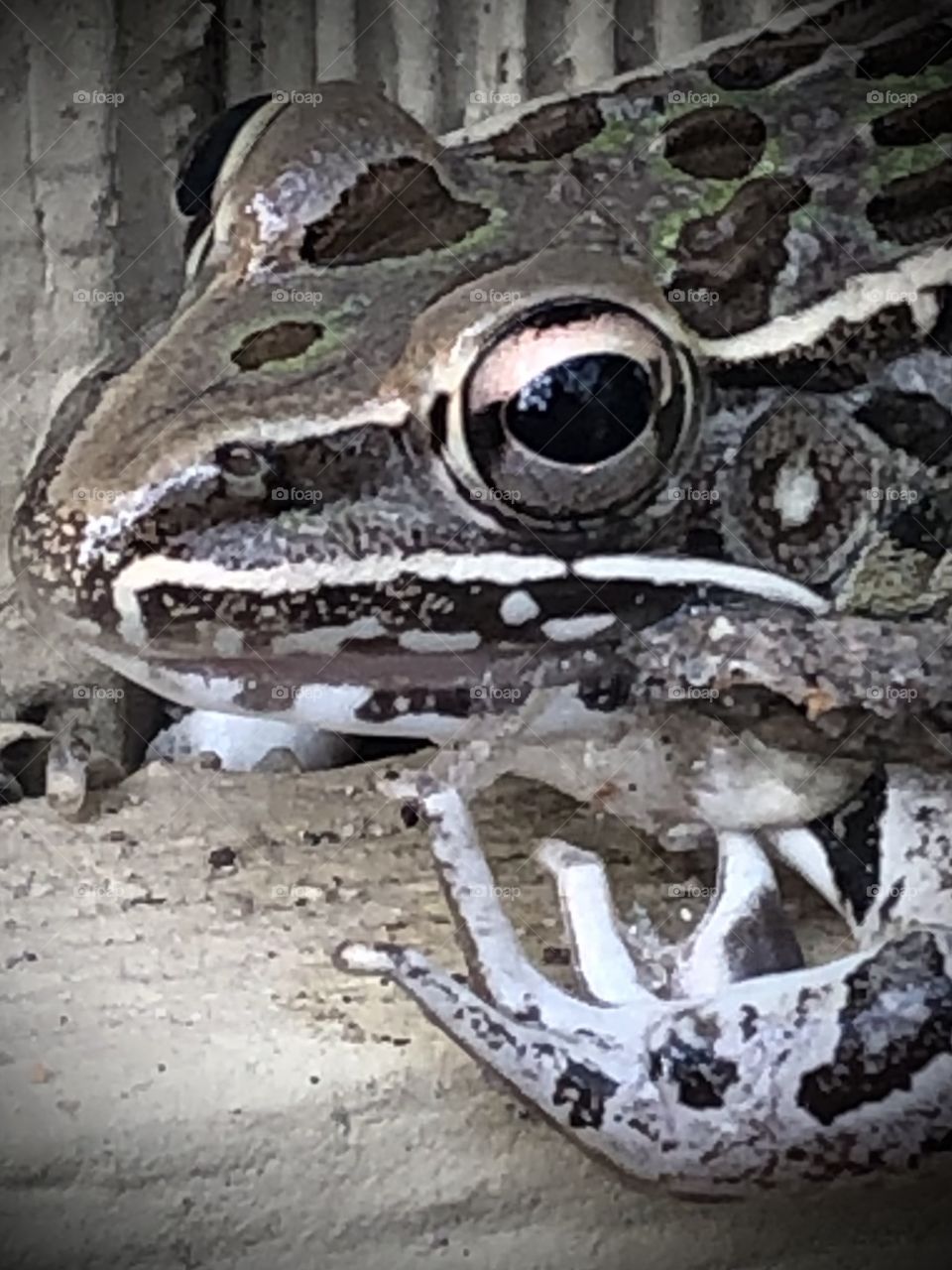 Many critters out here on the ranch today! This big guy was trying to hide from me but I still got his picture! 