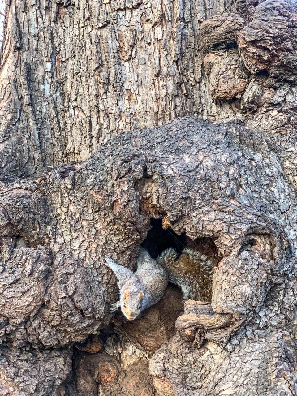 Squirrel coming out from the hole of the tree, Central Park New York. 