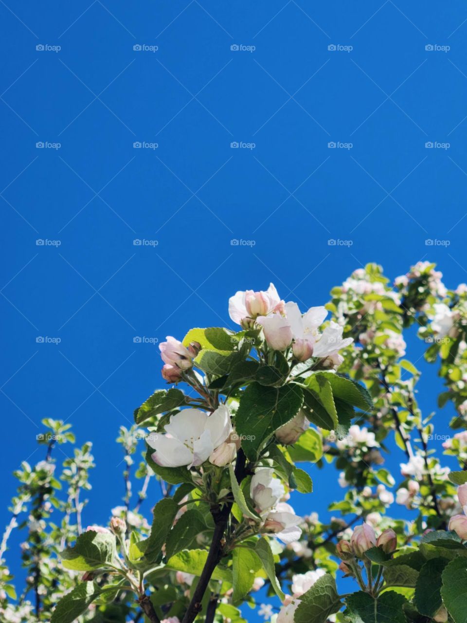 Flowers blooming in the spring