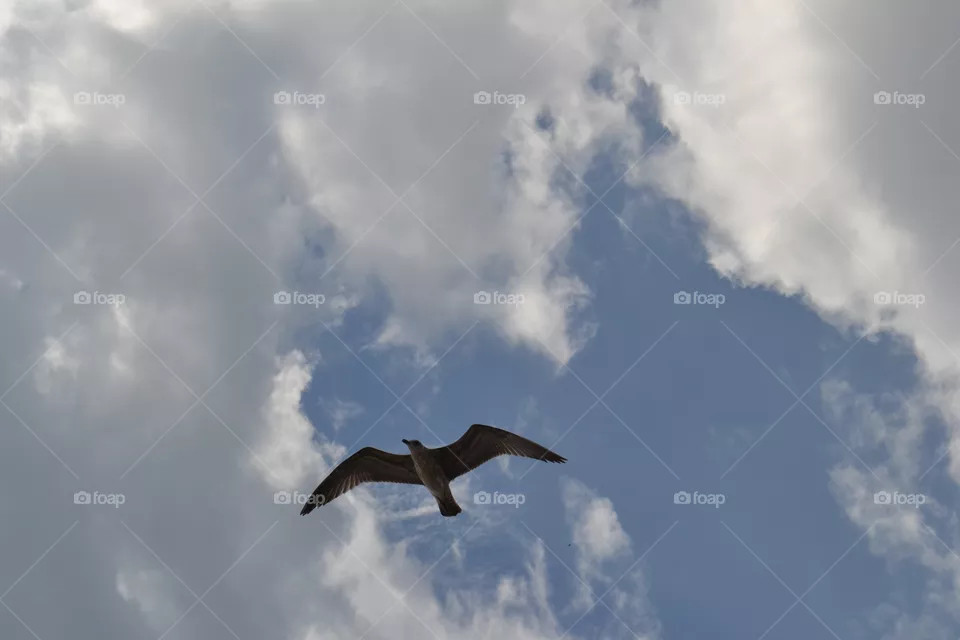 Flying