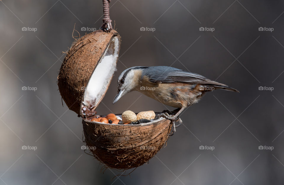 Eurasian Nuthatch taking nuts from bird feeder
