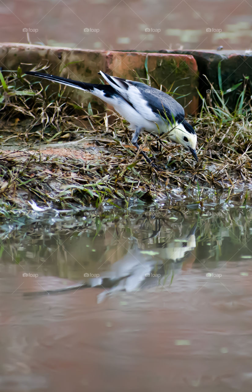 Beautiful bird looking on rain water reflection