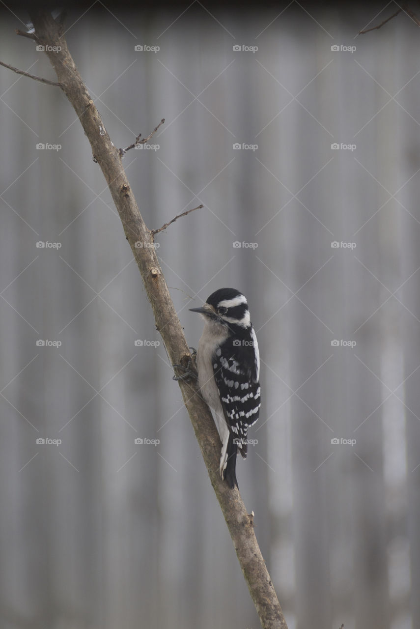 Downy woodpecker on a tree branch