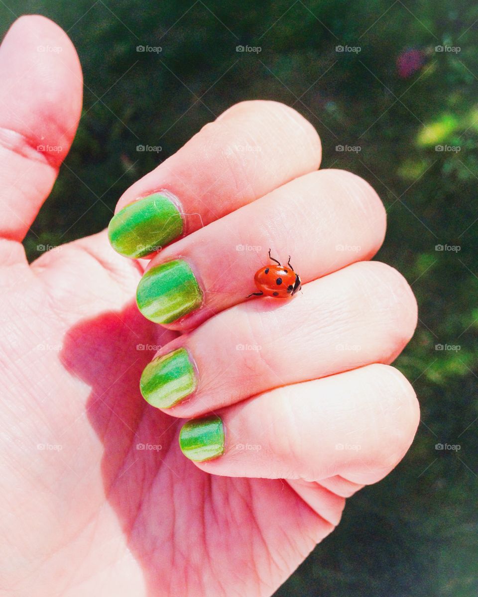 ladybug on hand