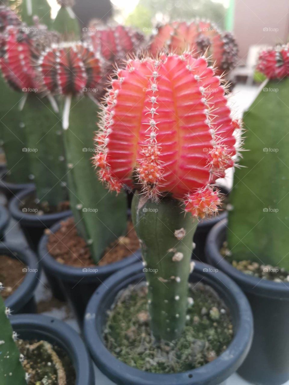 Cereus hexagonus L. Mill. 