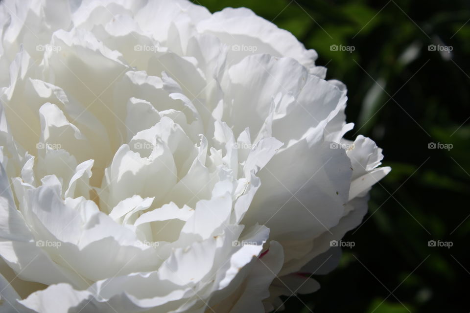 Peony 