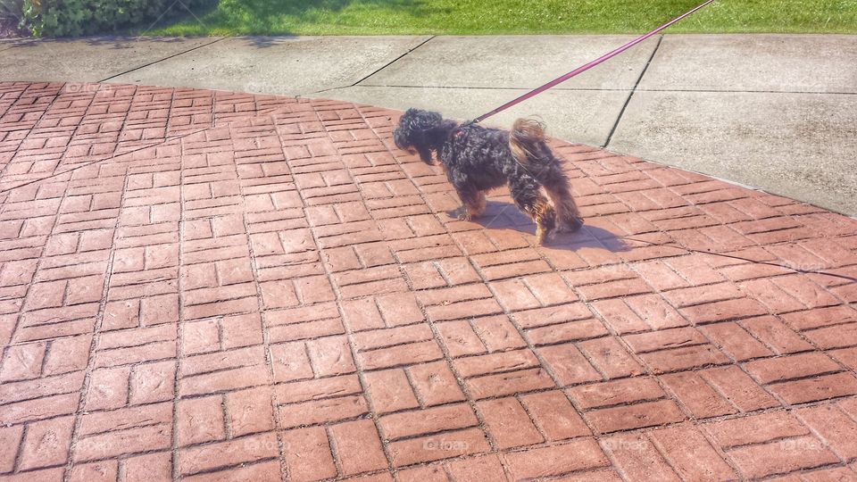 Dog on Red Brick