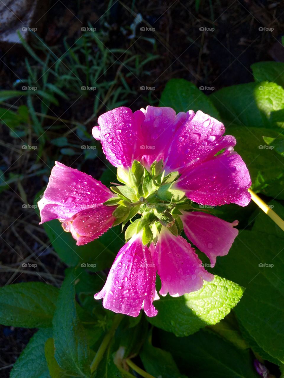 Pretty pink