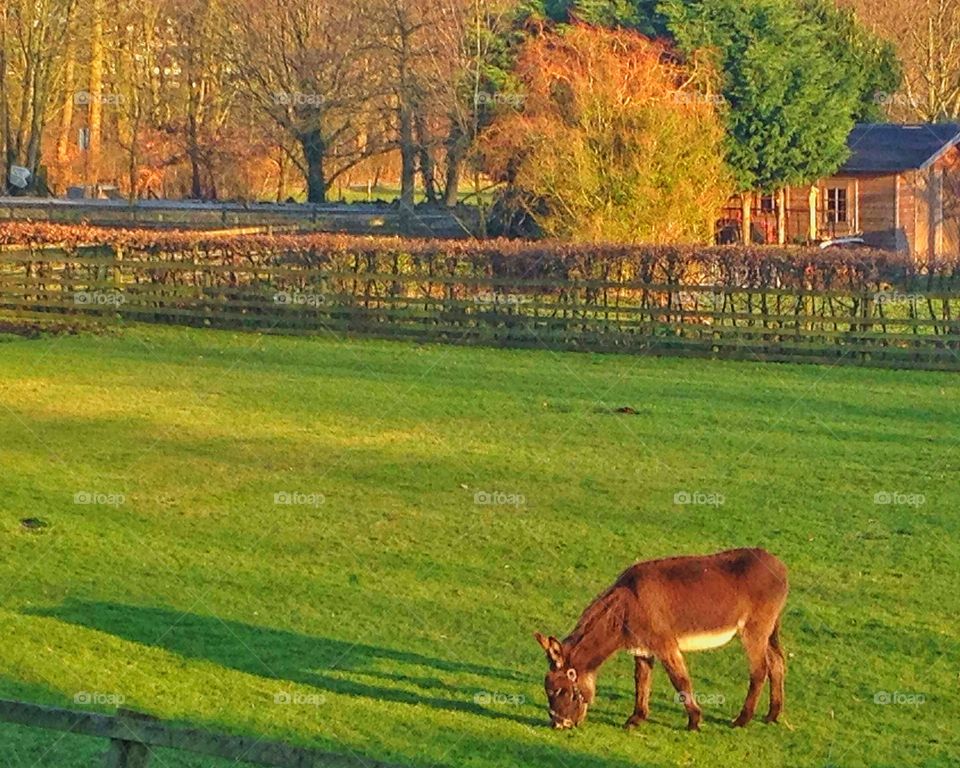 A donkey having fresh launch in a bright sunny weather in fall in North Holland.