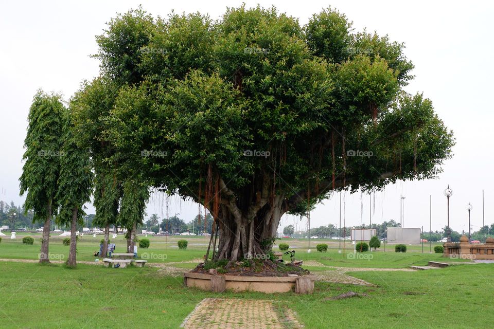 A giant banyan tree in a cement pot surrounded by green grass