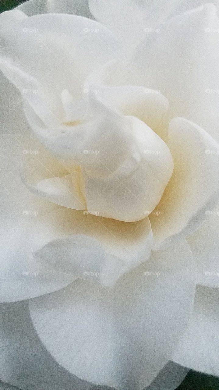 purity of white