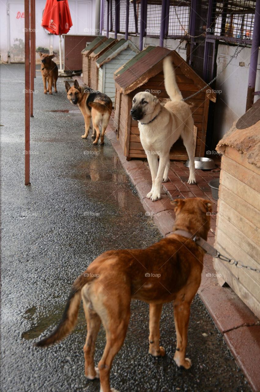 Dog, Mammal, Canine, Pet, Two