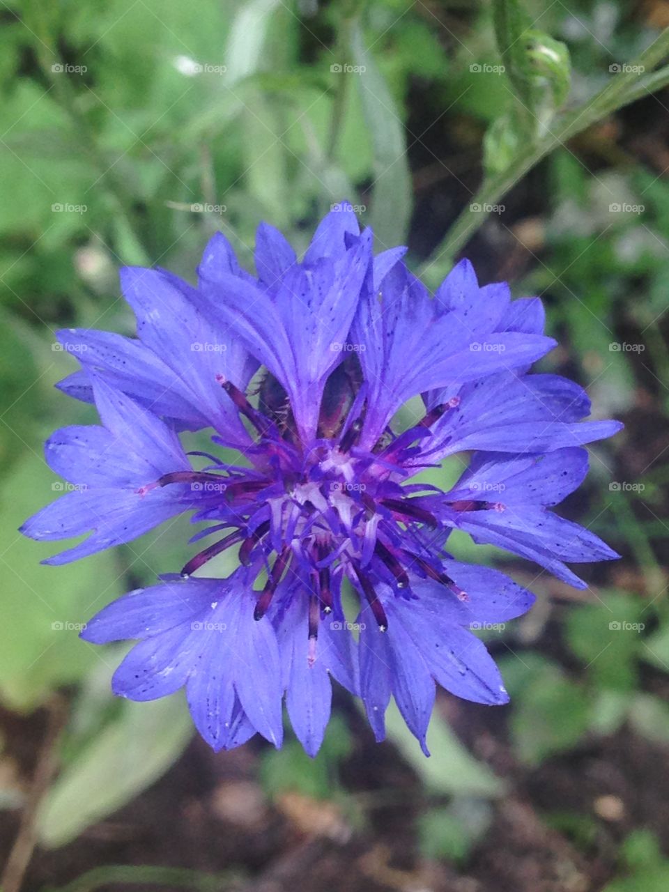 Purple flower close up