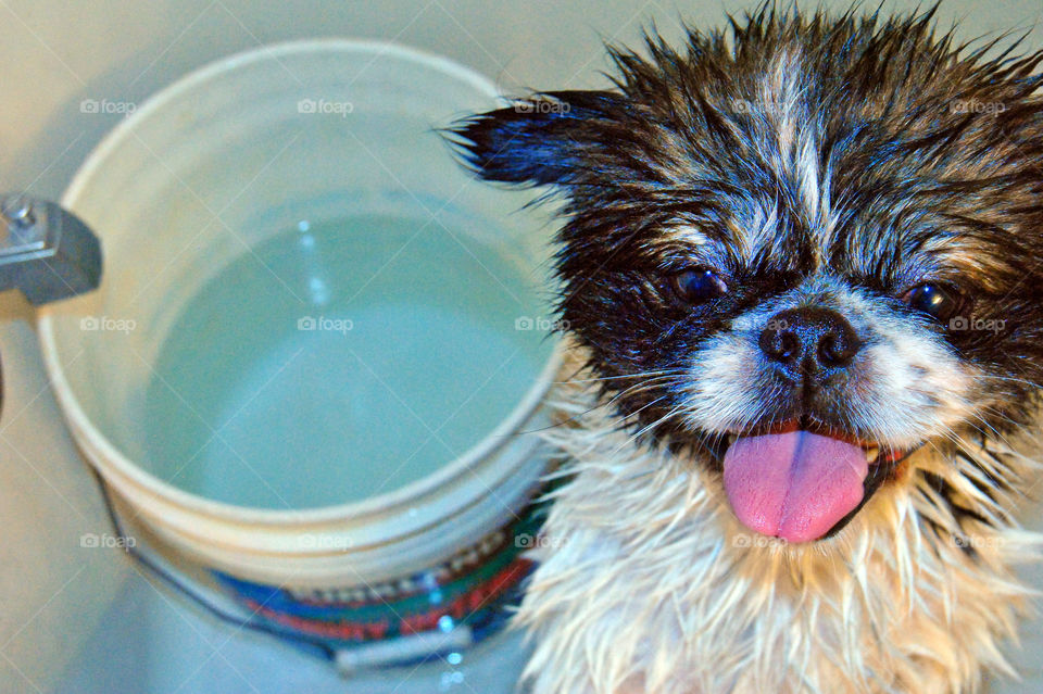 Pekingese dog getting a refreshing bath