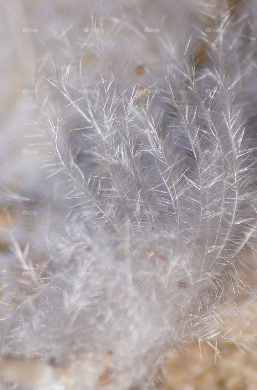 Macro feather