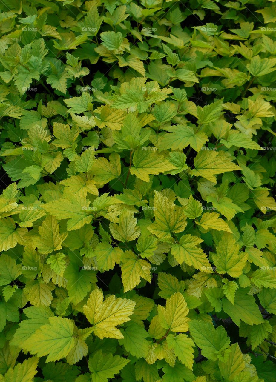 Leaf, No Person, Flora, Nature, Growth