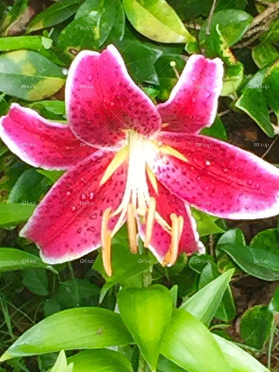 Bright pink close up of a gorgeous star gazer lily flower. 