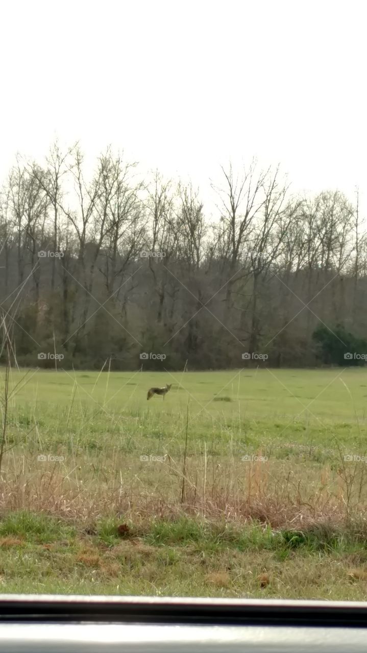 coyote