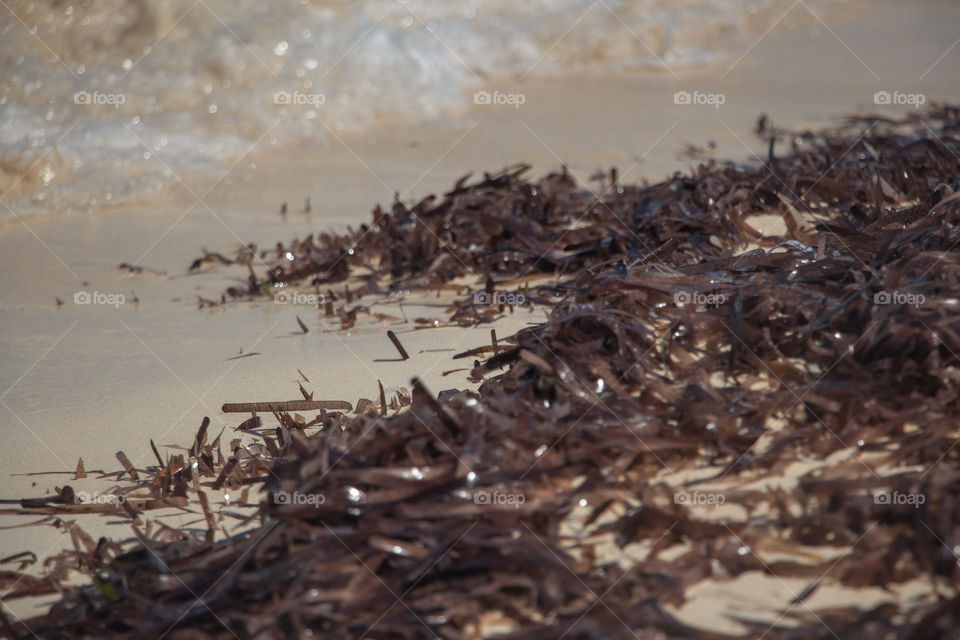 seaweed by the beach