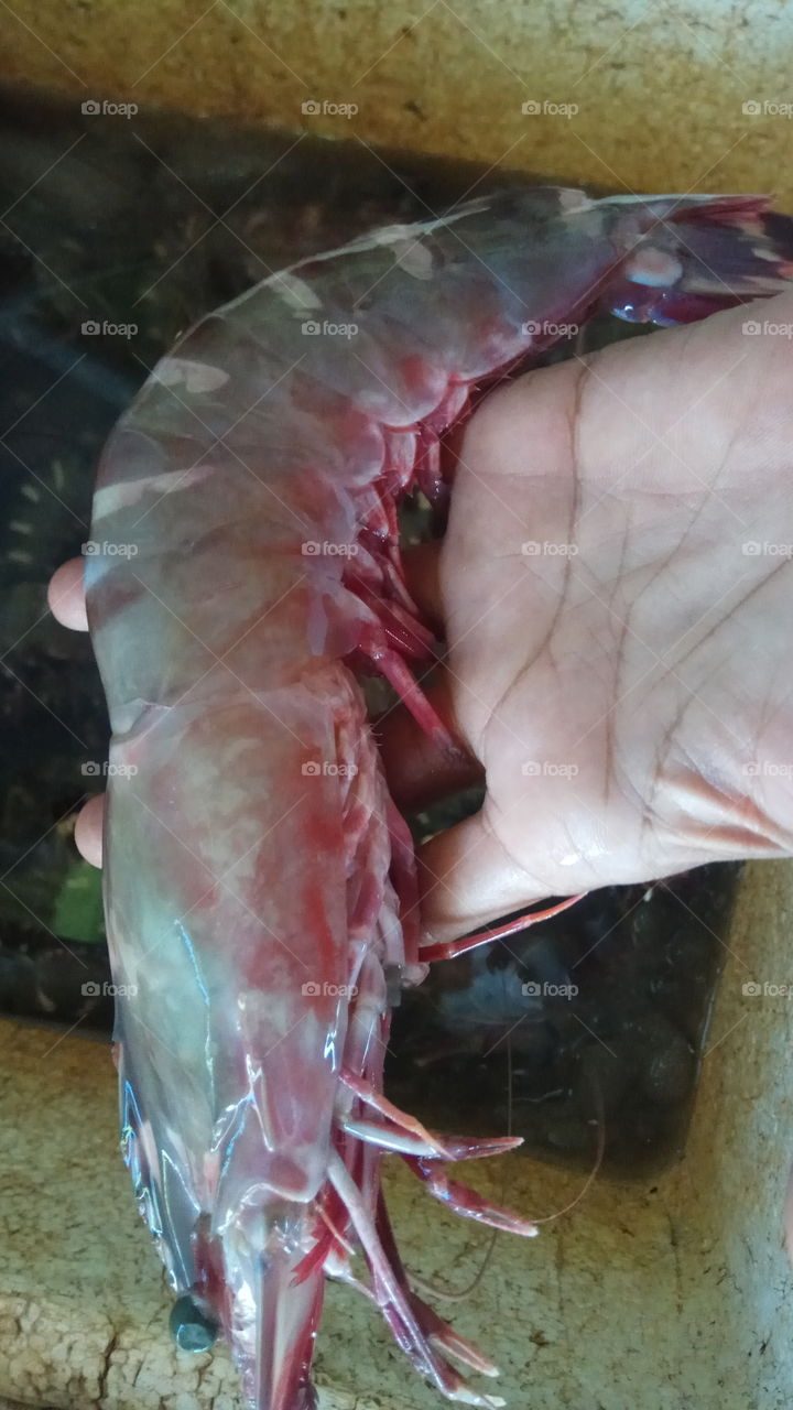 shrimp big in Aceh.