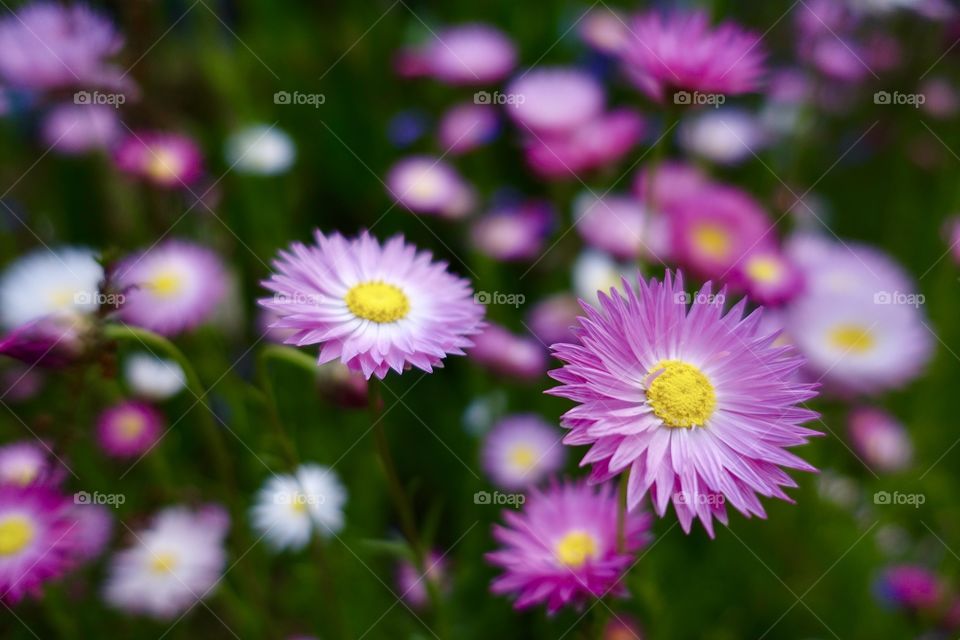 Wildflower called pink sunray is blooming in the garden.