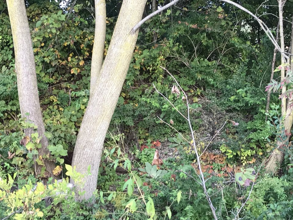 Overgrown area of trees and plants