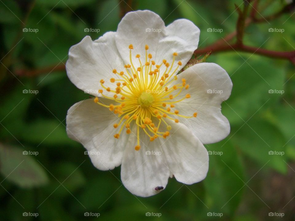 Wild rose flower 