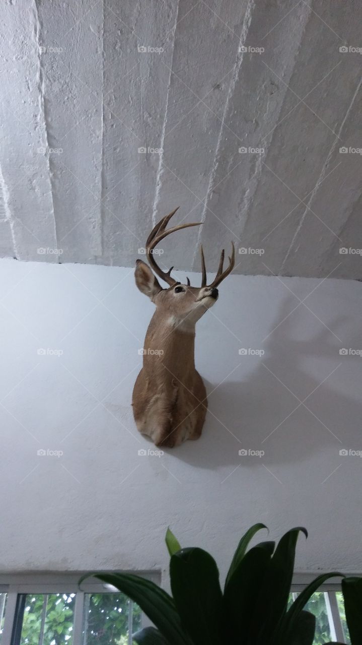 Venado