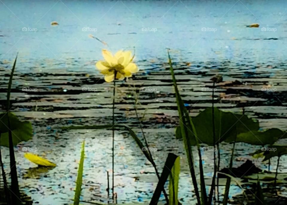 Water hyacinth  on the lake   