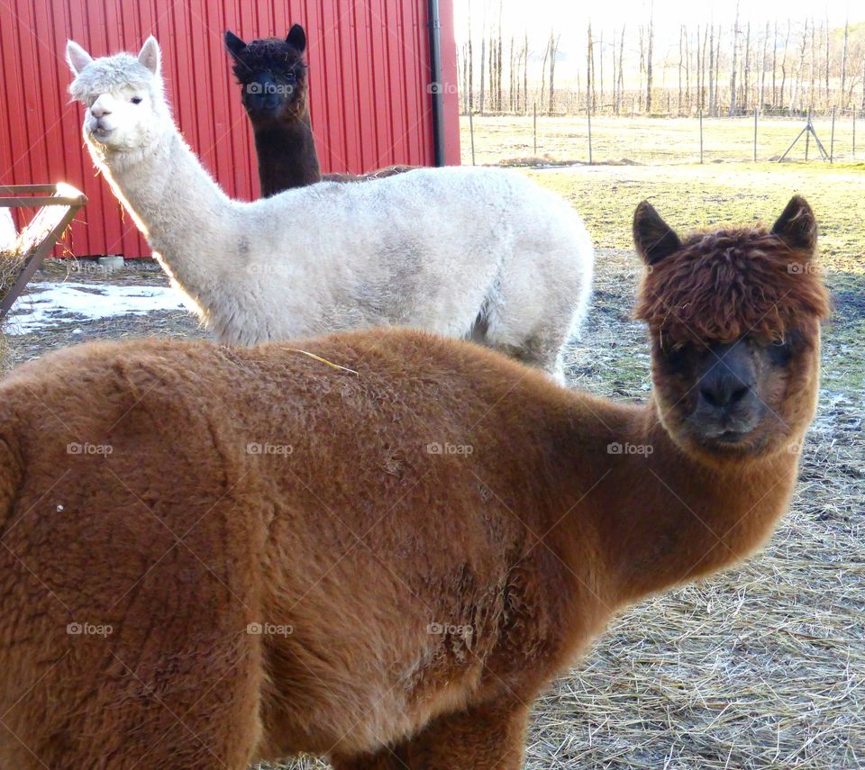 Alpacas
