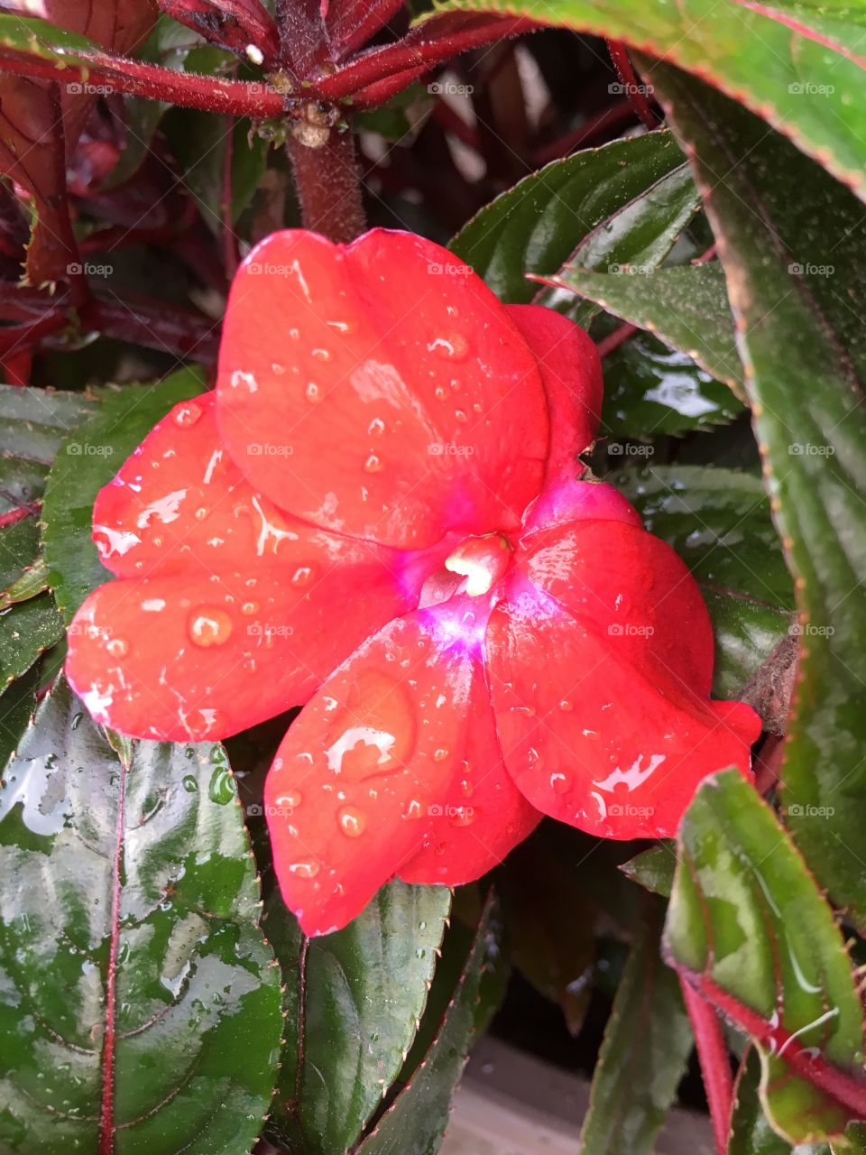 Wet impatiens 