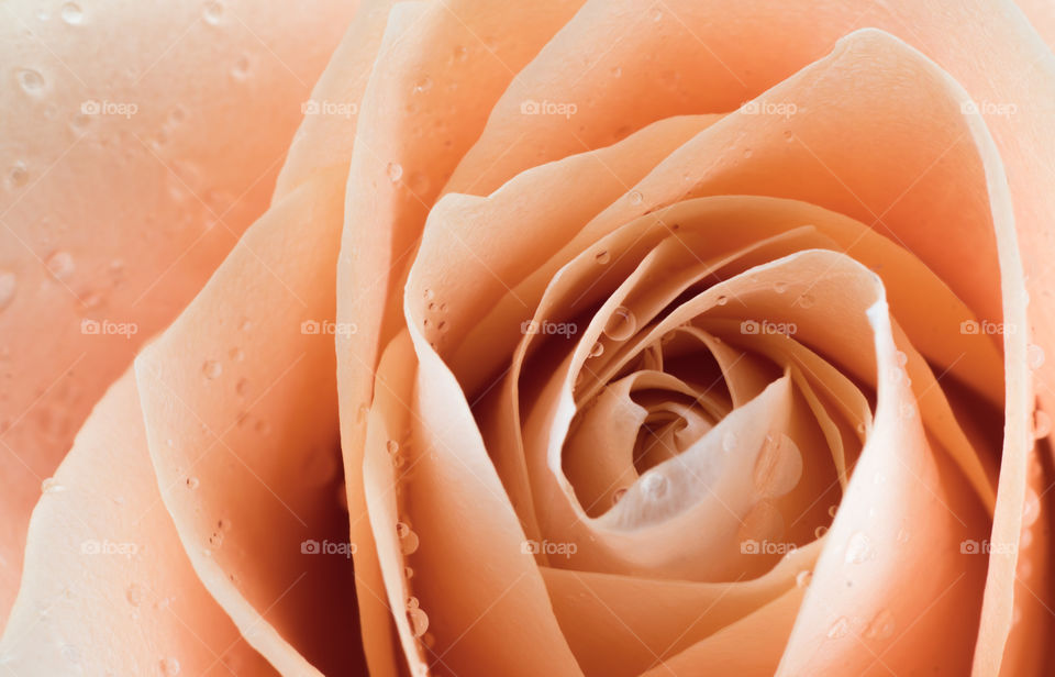 Water drops on the rose